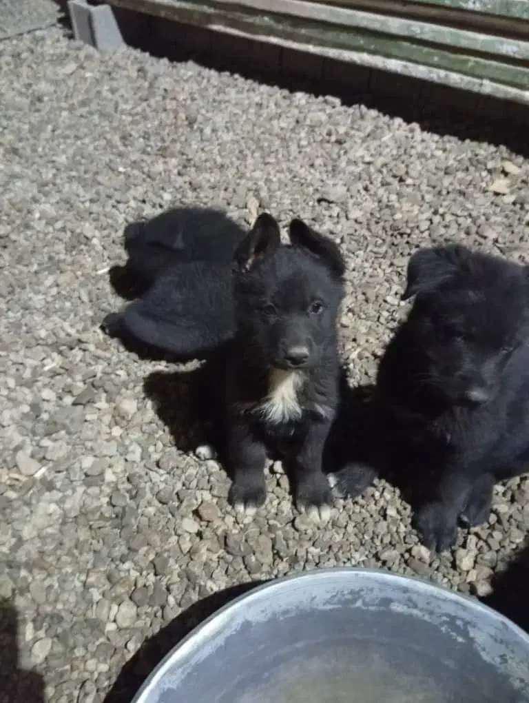 ژرمن میکس بلک و هاسکی|سگ|تهران, چیتگر جنوبی|دیوار