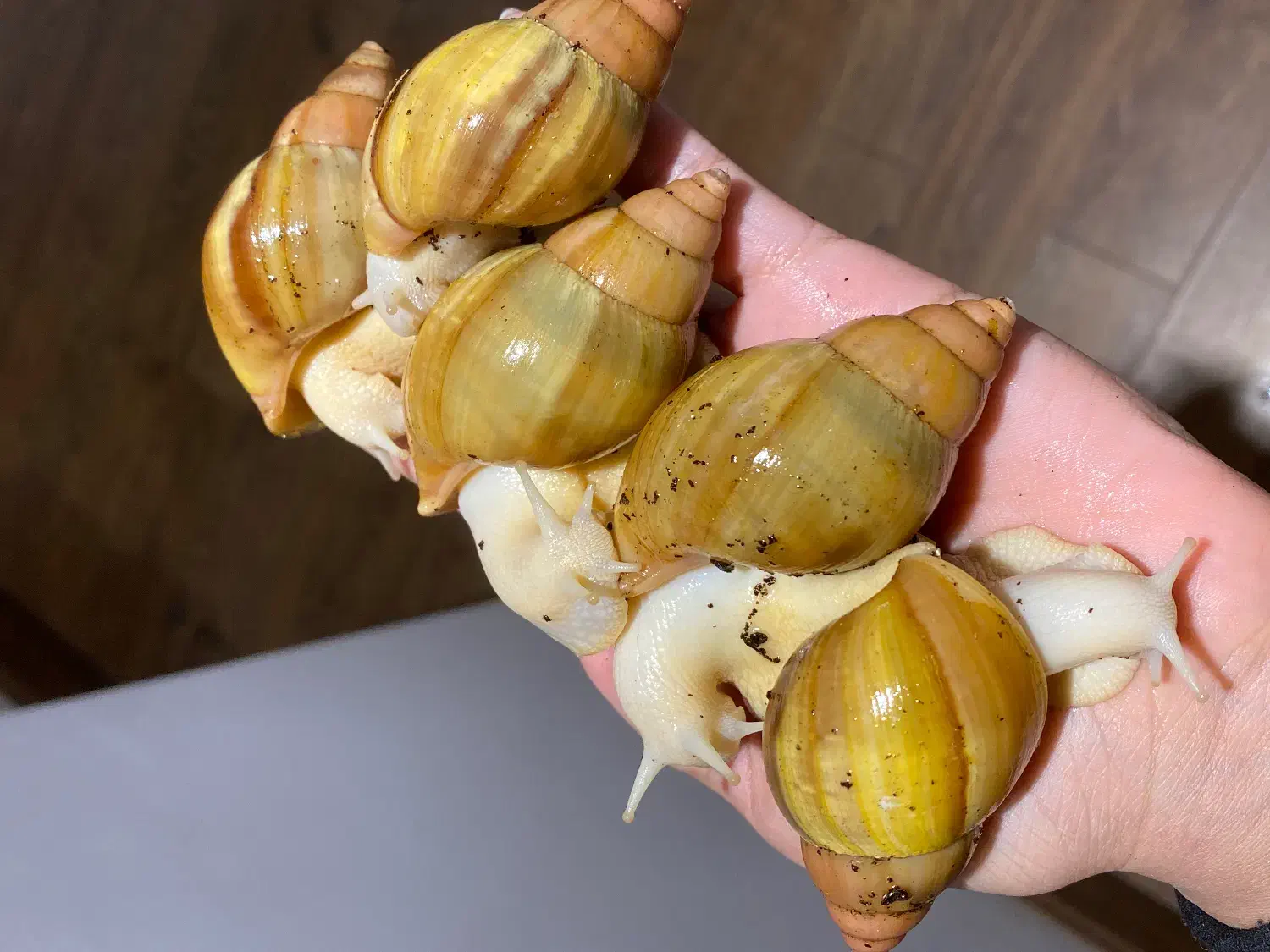 حلزون|خزنده|کرمان, |دیوار