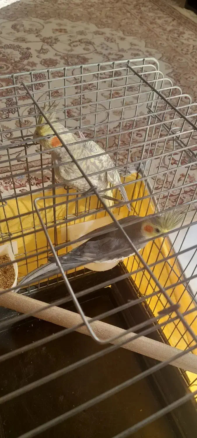 عروس هلندی مولد به شرط|پرنده|محمدیه-قزوین, |دیوار