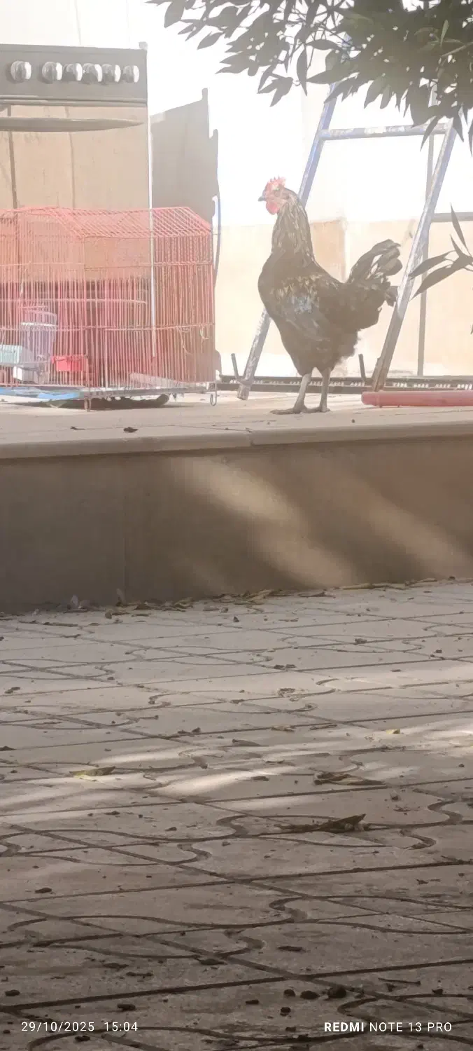 خروس گلین|حیوانات مزرعه|شیراز, غدیر شمالی|دیوار