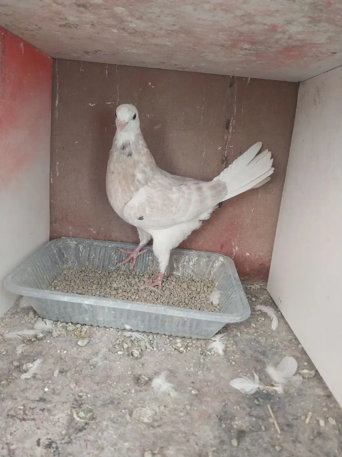 کبوتر کفتر شازده زرد|پرنده|گلستان (تهران), |دیوار