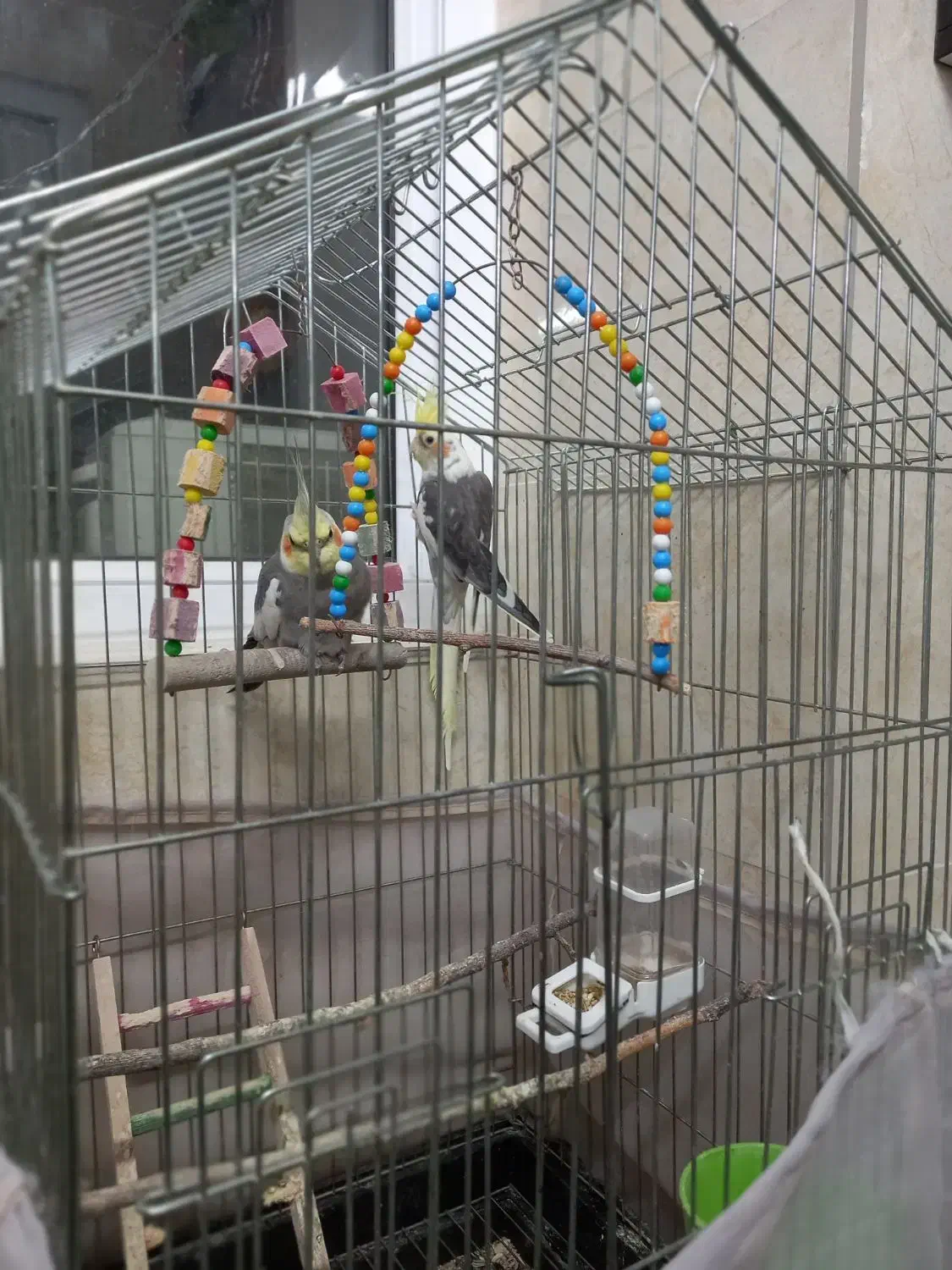 یک جفت طوطی عروس|پرنده|بابل, |دیوار