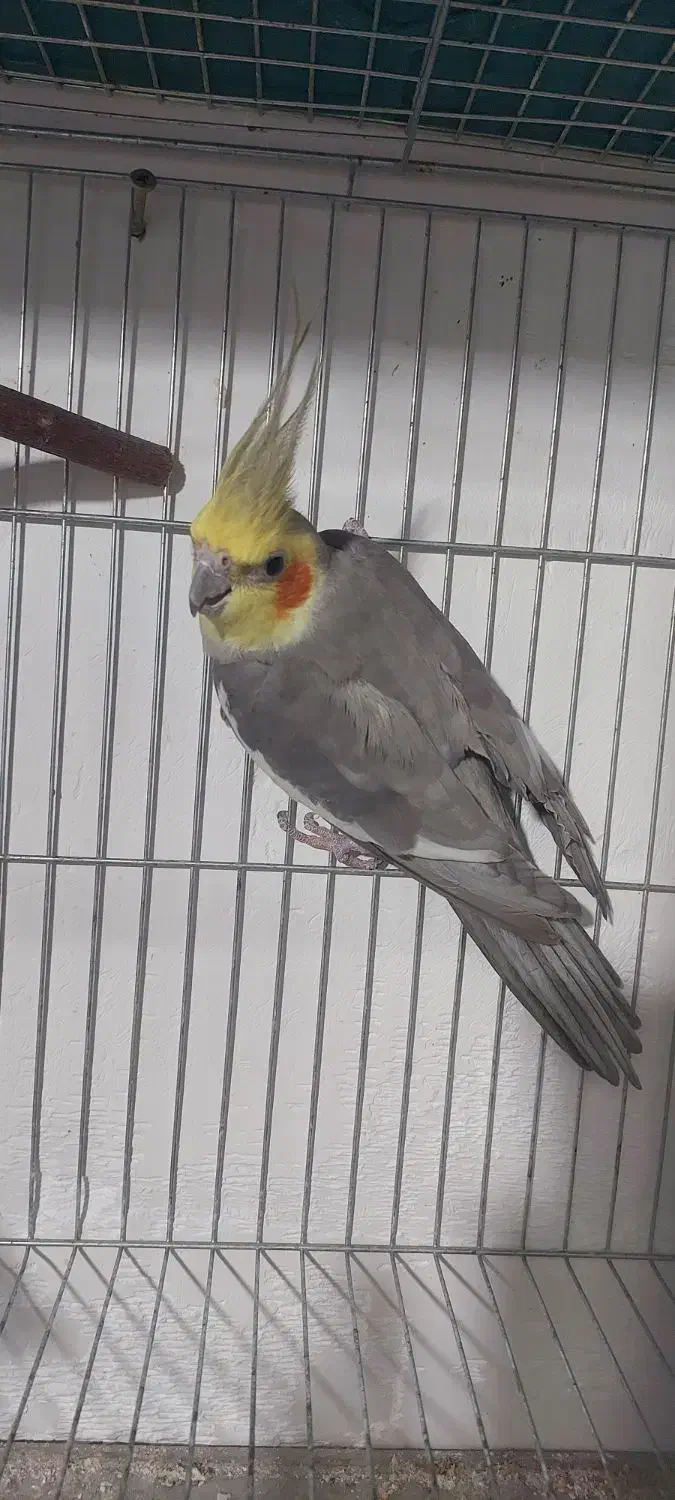 تعدادی عروس مولد با جوحه و تخم|پرنده|باسمنج, |دیوار