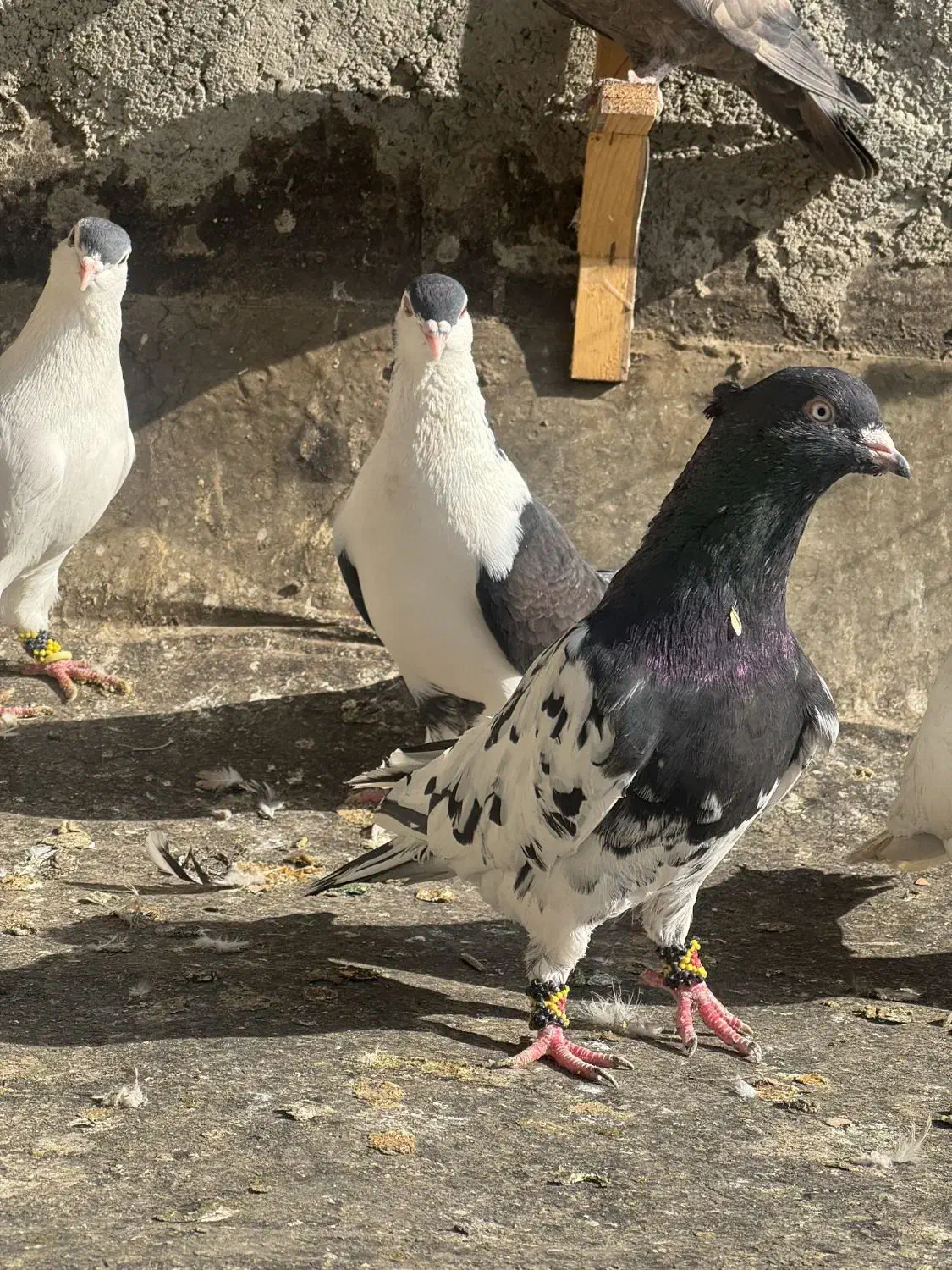 11 تا رنگه نر پرشی کفتر بوم|پرنده|مشهد, آزادشهر|دیوار