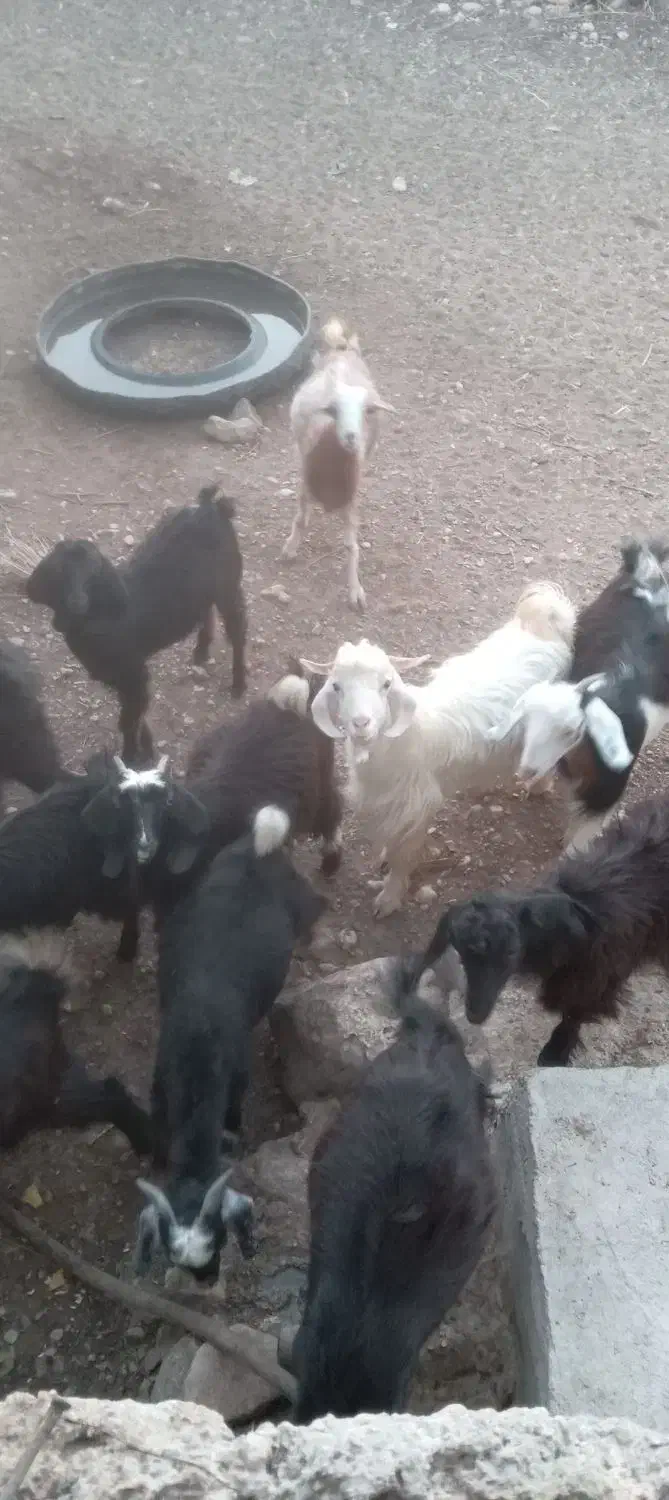 فروش کهره در جم|حیوانات مزرعه|جم, |دیوار