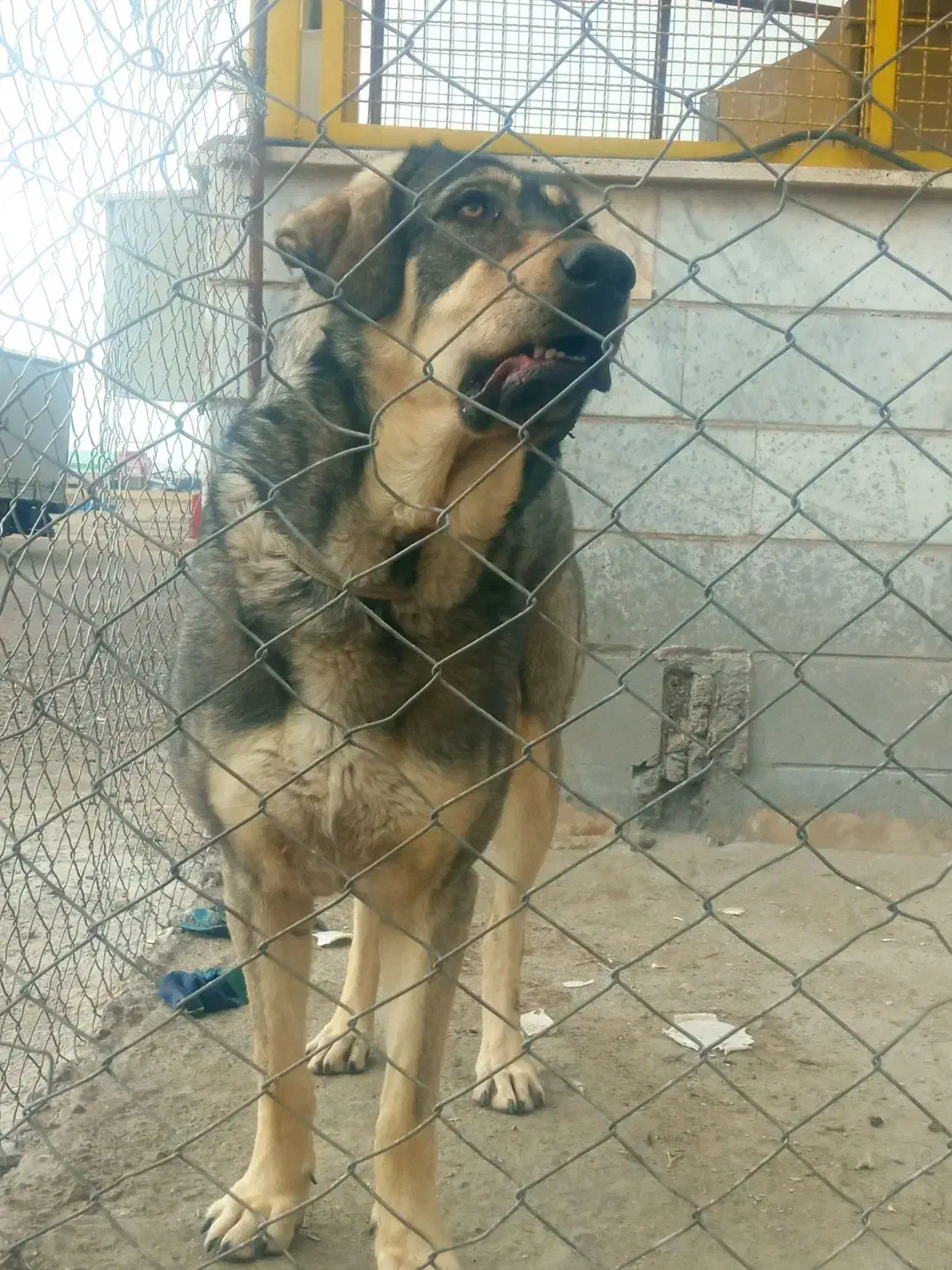 گمشده ها|حیوانات|زنجان, |دیوار