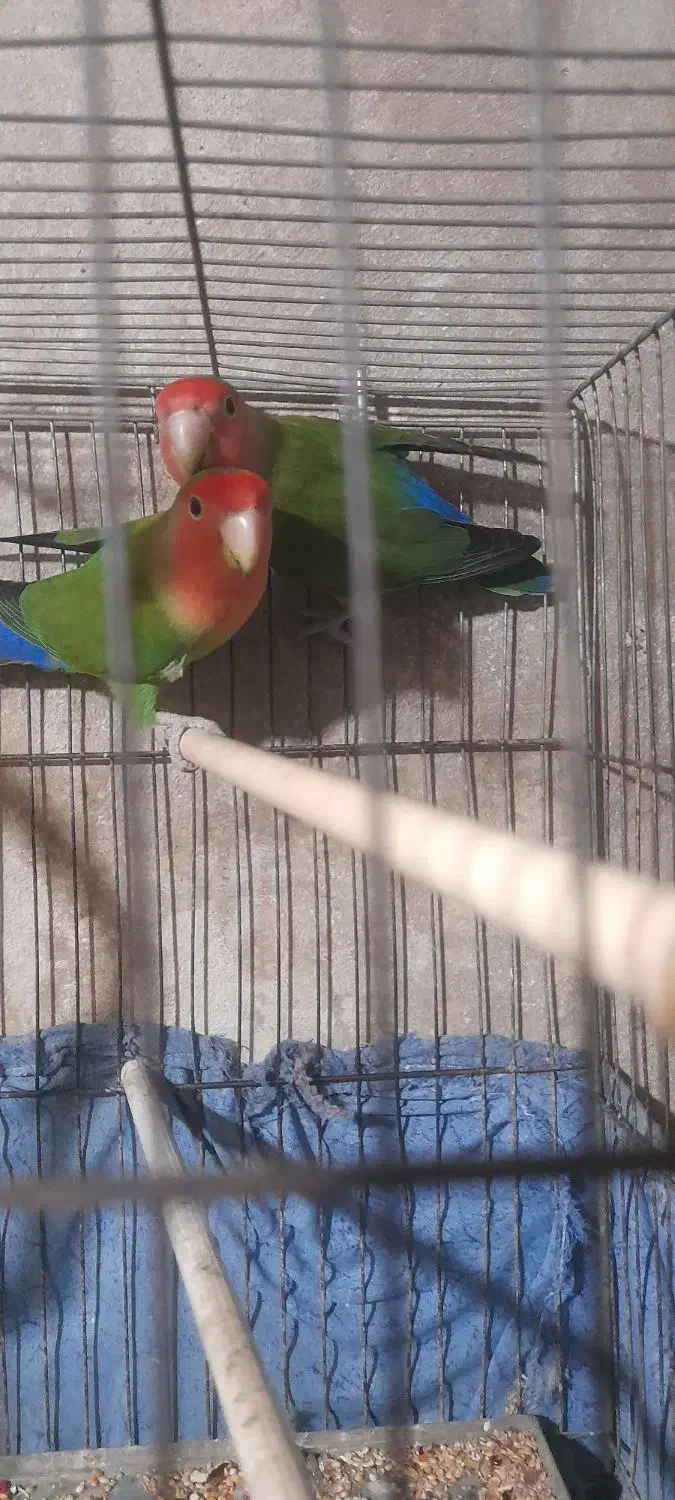 کتوله برزیلی نر وماده خوش رنگ|پرنده|فومن, |دیوار