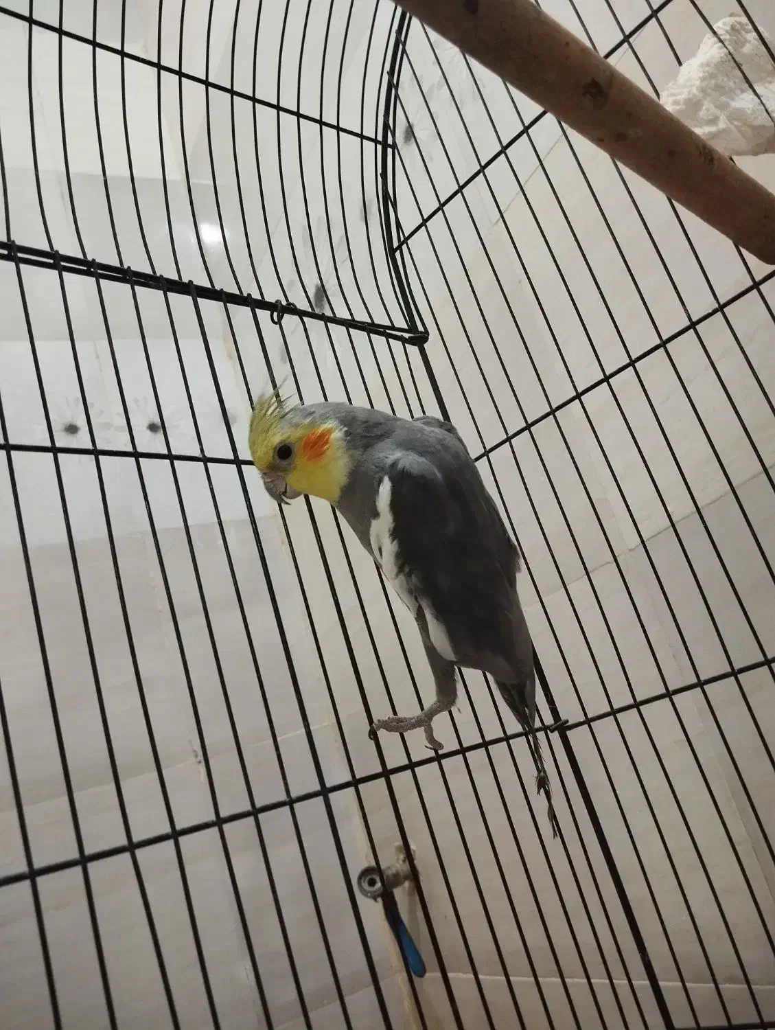 عروس هلندی|پرنده|کیانشهر, |دیوار