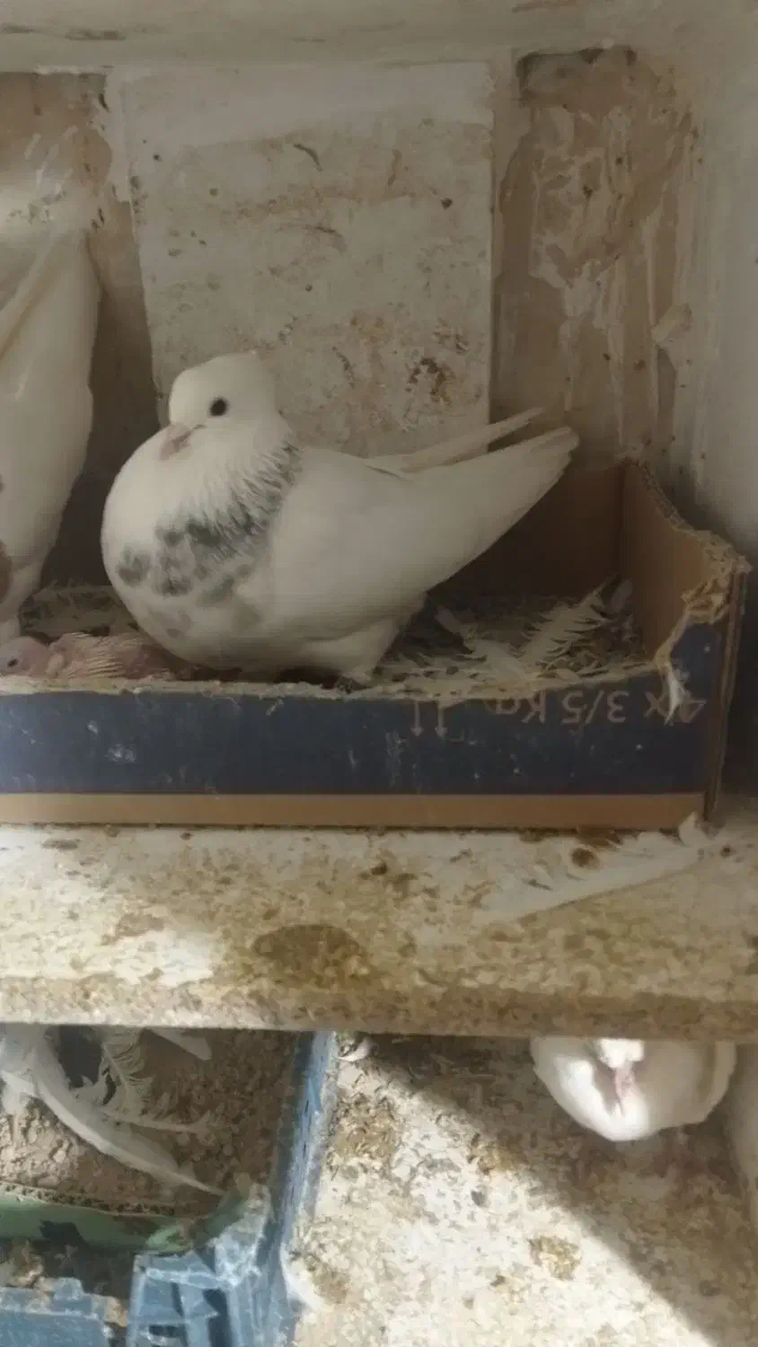 کبوتر|پرنده|ایلام, |دیوار