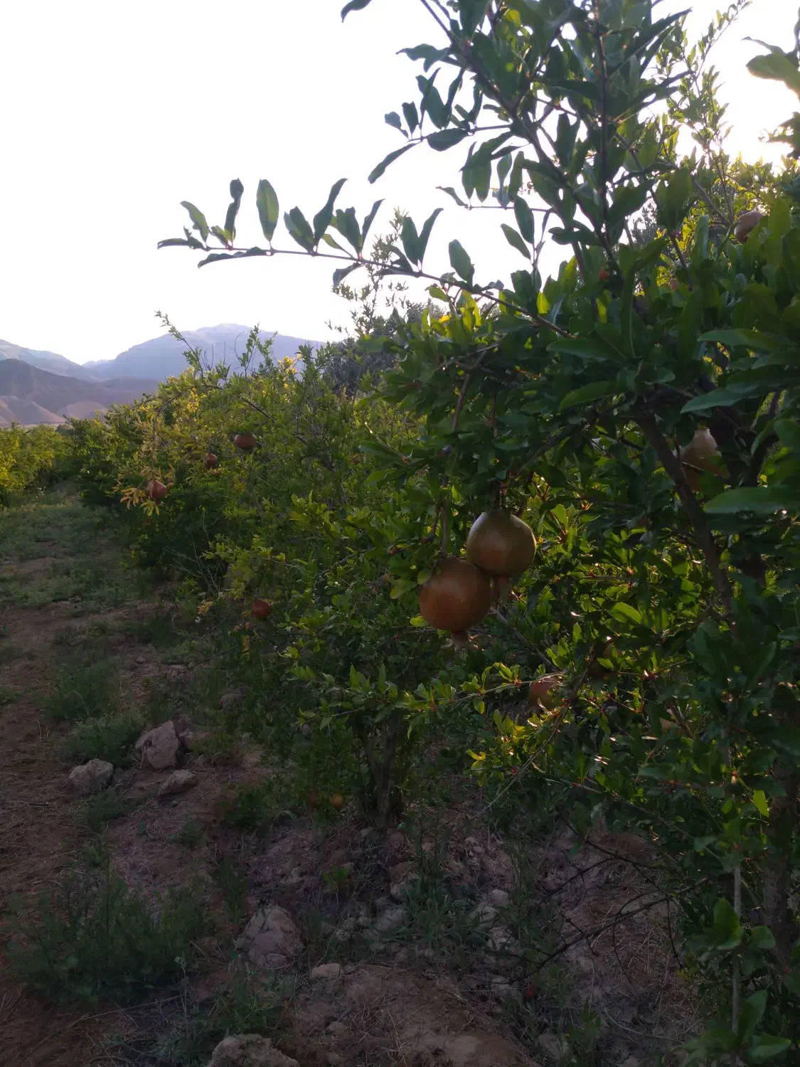 باغ در طارم . آستاکل بر جاده اصلی|فروش زمین و ملک کلنگی|طارم (زنجان), |دیوار