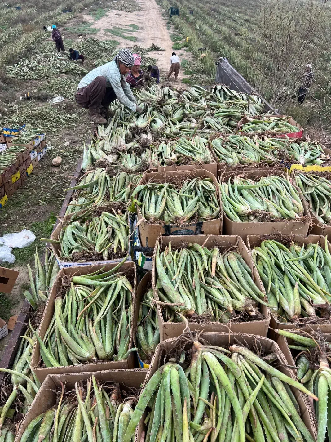 فروش آلوئه ورا|گل و گیاه طبیعی|لامرد, |دیوار