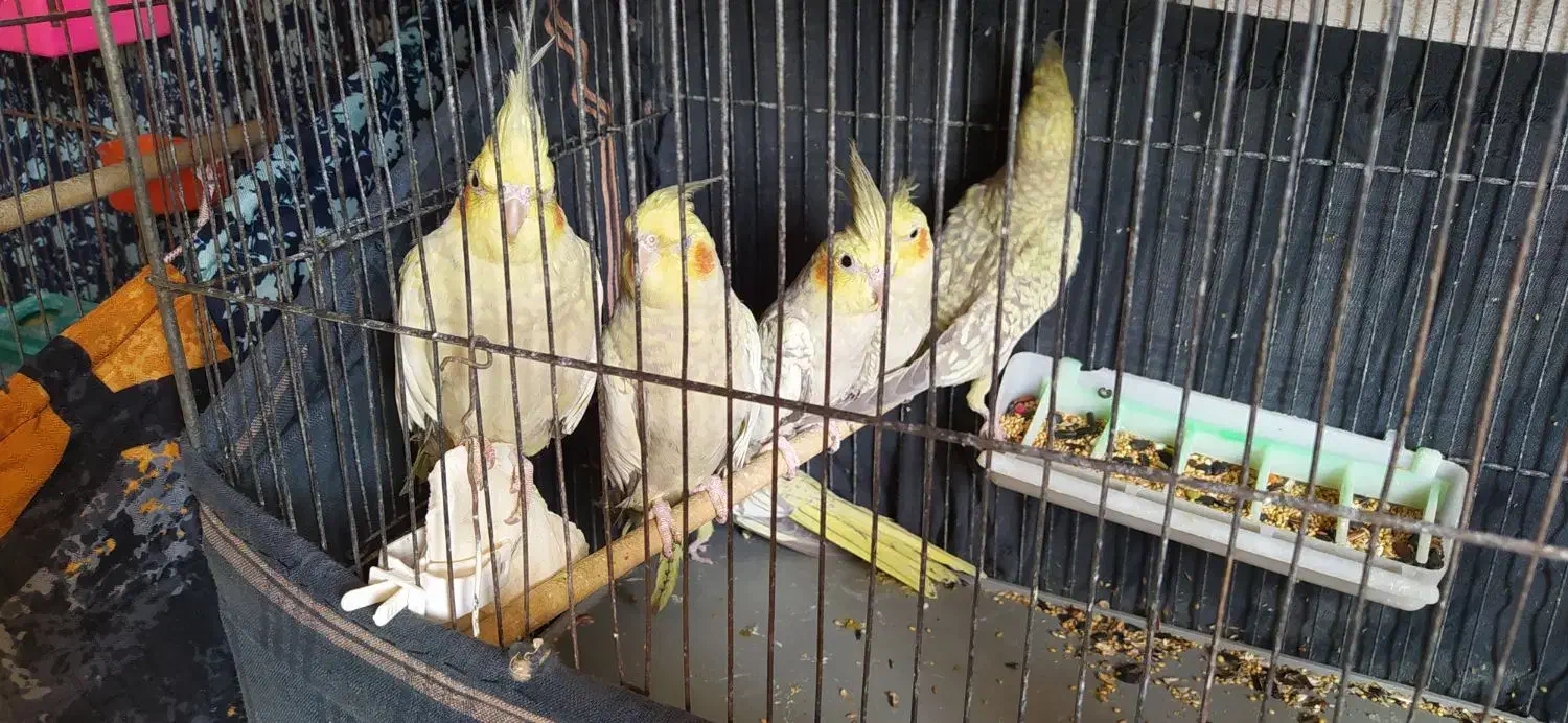 عروس هلندی و فنج کینگ|پرنده|الوند, |دیوار