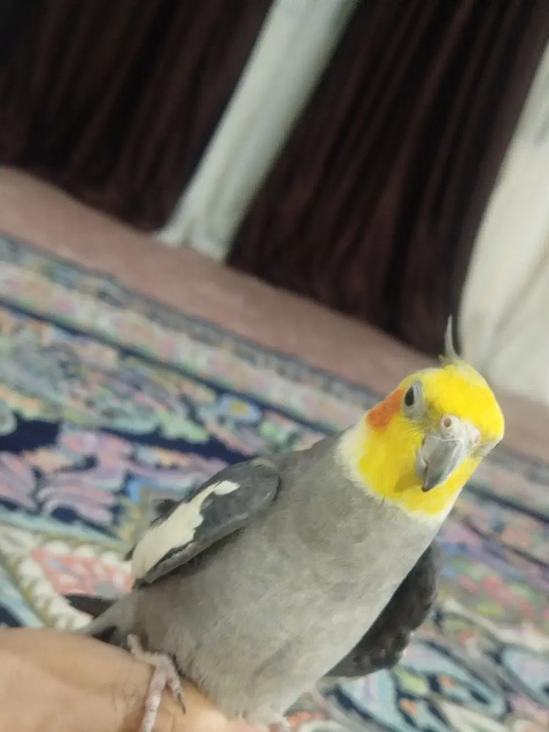 عروس هلندی گمشده|حیوانات|اهواز, سپیدار|دیوار