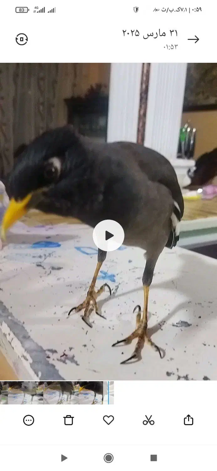 مرغ مینا گم شده|پرنده|سبزوار, کهنه آب|دیوار