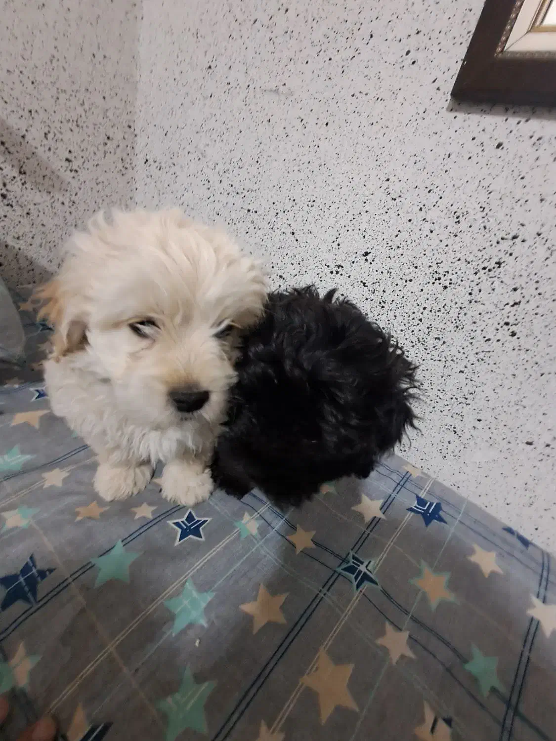 سگ تریر پاکوتاه|سگ|شیراز, دارالرحمه|دیوار