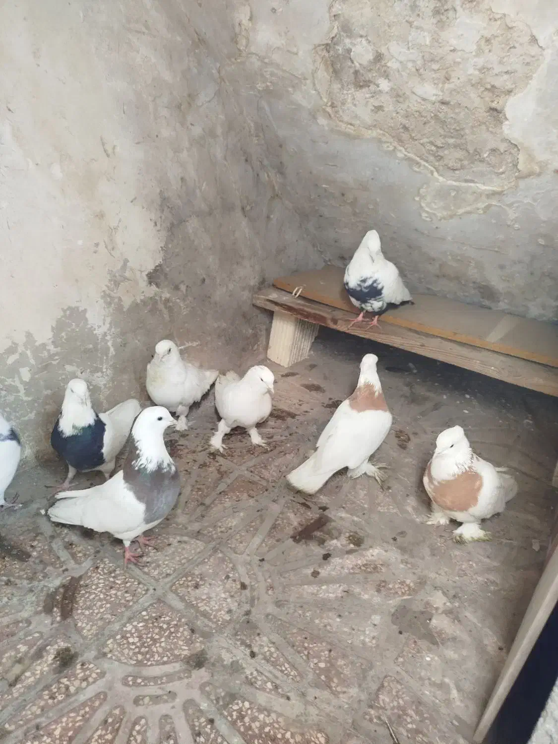 کفتر گمشده|حیوانات|همدان, |دیوار