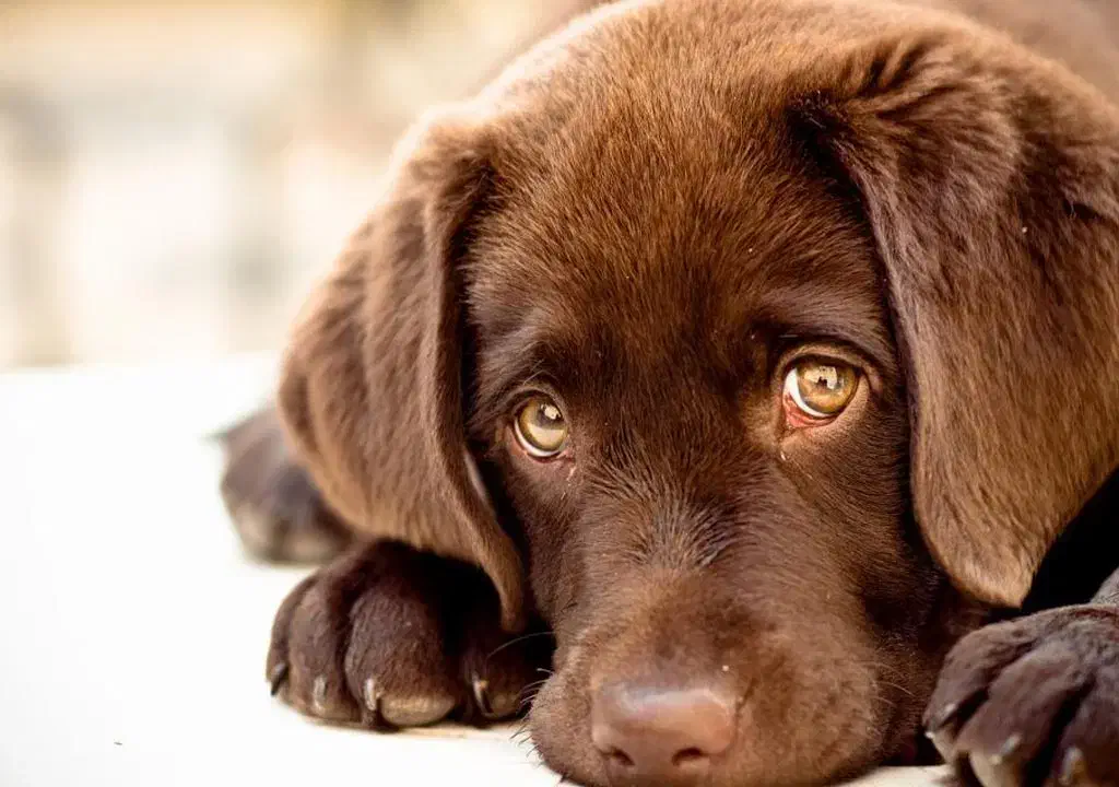 واگذاری رایگان نژاد های سگ|سگ|شهرضا, |دیوار