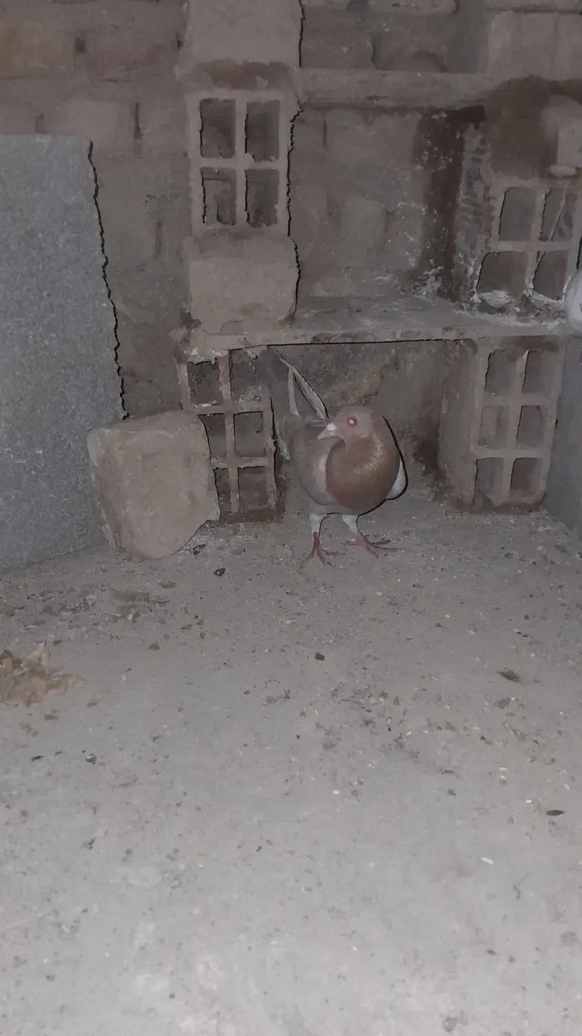 یک زرده ماده|پرنده|بجنورد, |دیوار