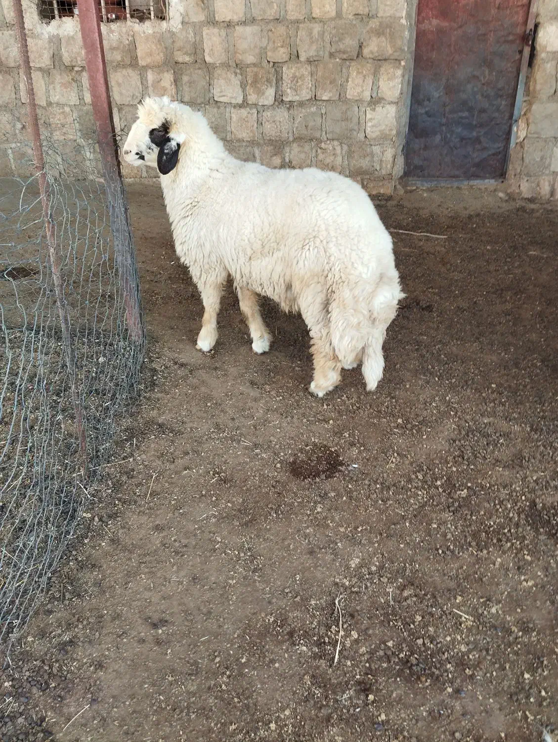 بره قوچ سنجابی|حیوانات مزرعه|چرداول, |دیوار