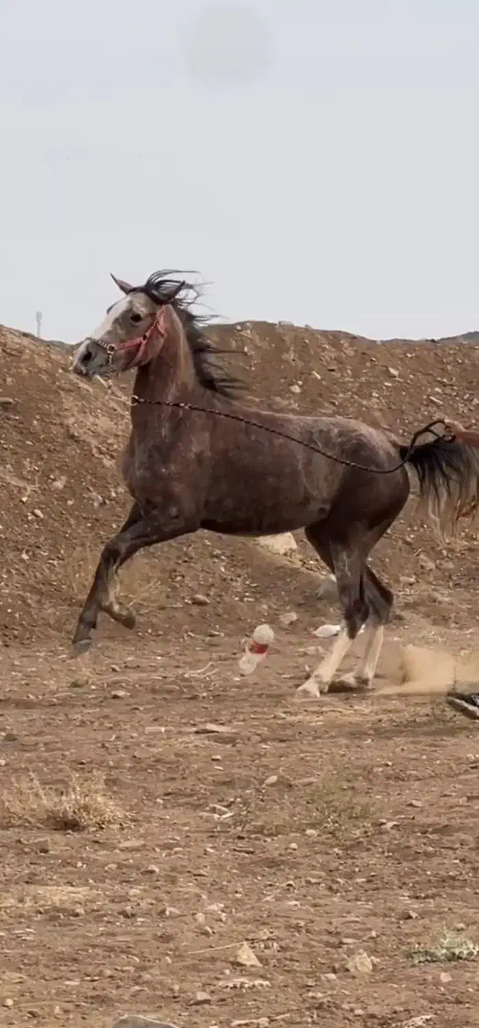 فروش اسب کرد|اسب و تجهیزات اسب‌سواری|نطنز, |دیوار