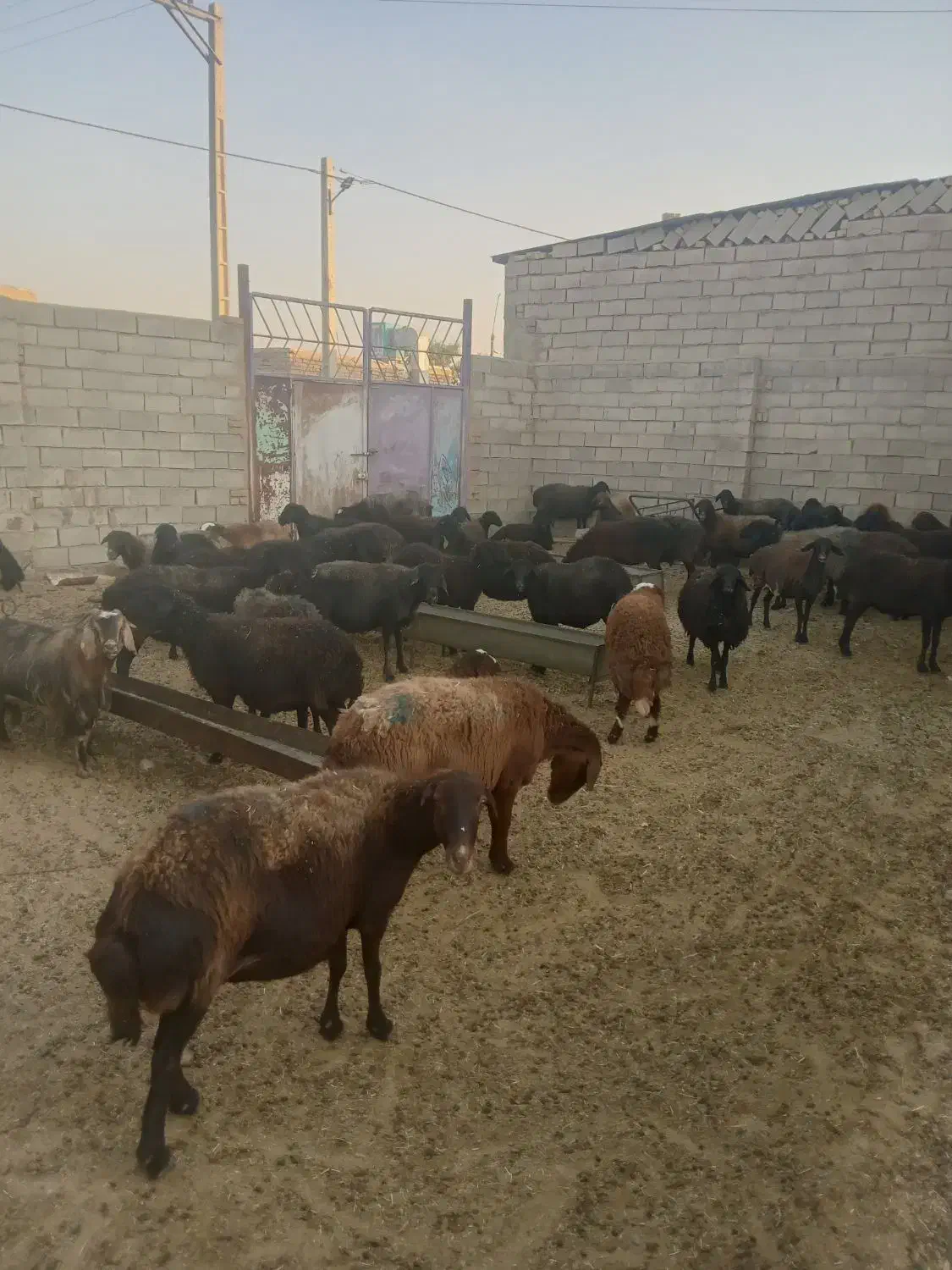 ۳۹راسمیشداشتی|حیوانات مزرعه|پیشخور, |دیوار