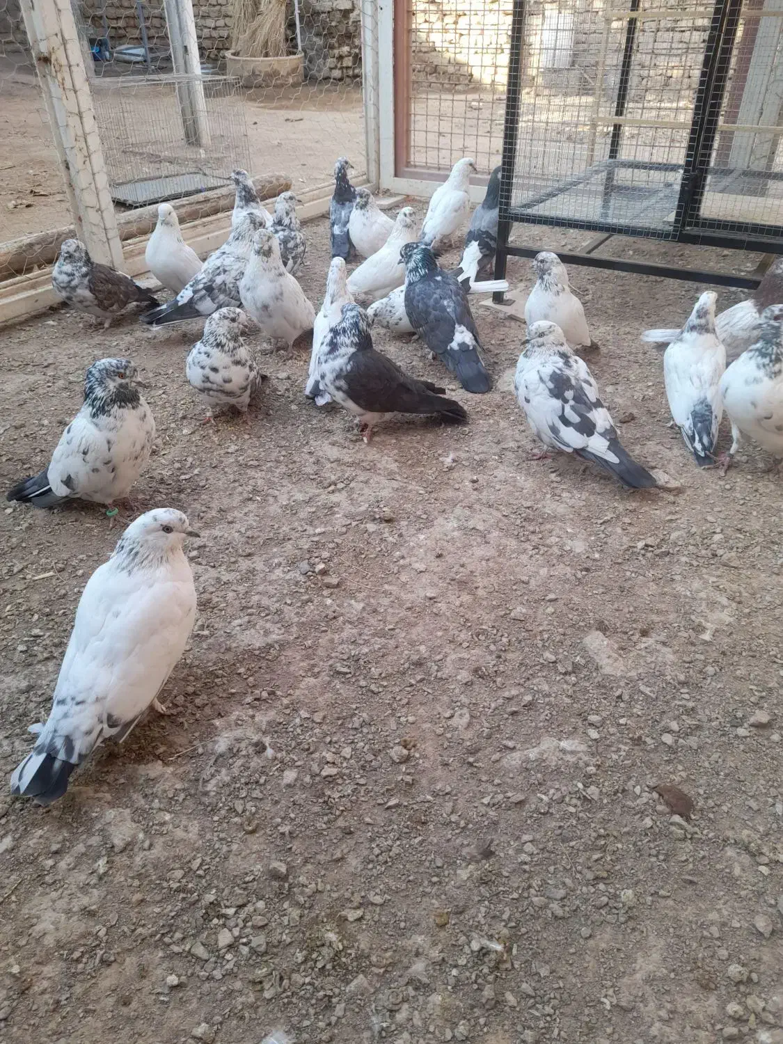 کفتر پرشی|پرنده|مبارکه, |دیوار