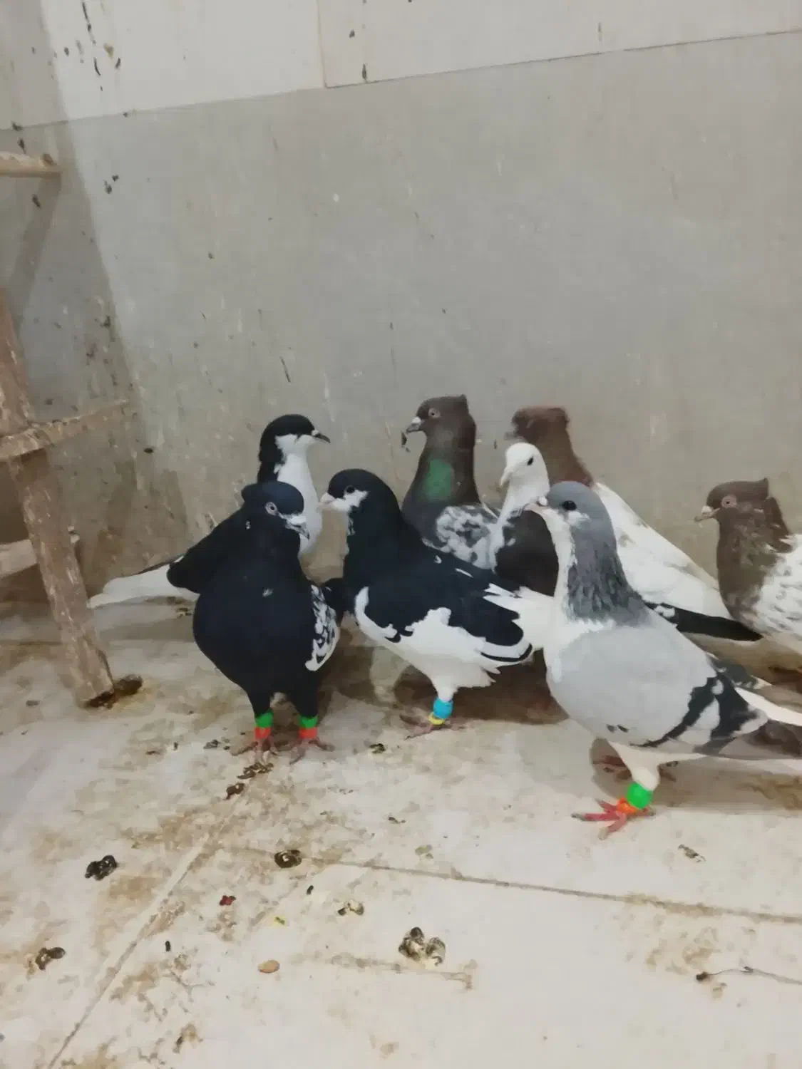 ادرس قزوین الوند|پرنده|الوند, |دیوار