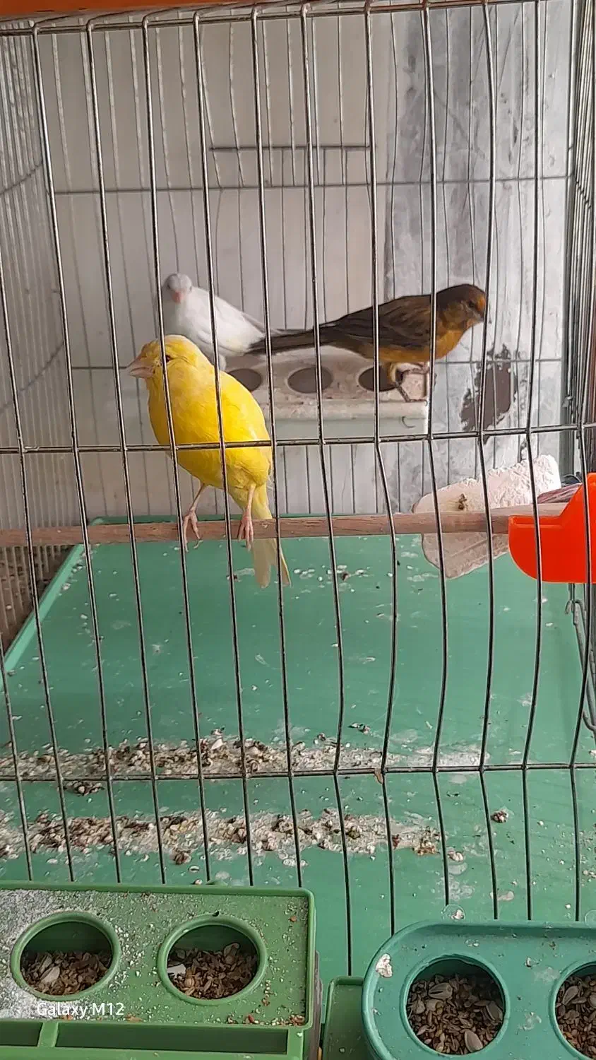 قناری ماده و نر ابلق|پرنده|اصفهان, مهدیه|دیوار