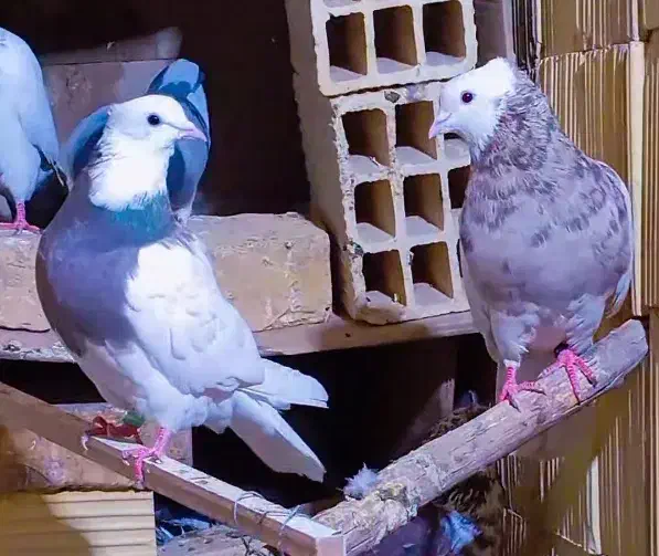 کفتر طوقی خالدار عتیقه|پرنده|سیرجان, |دیوار