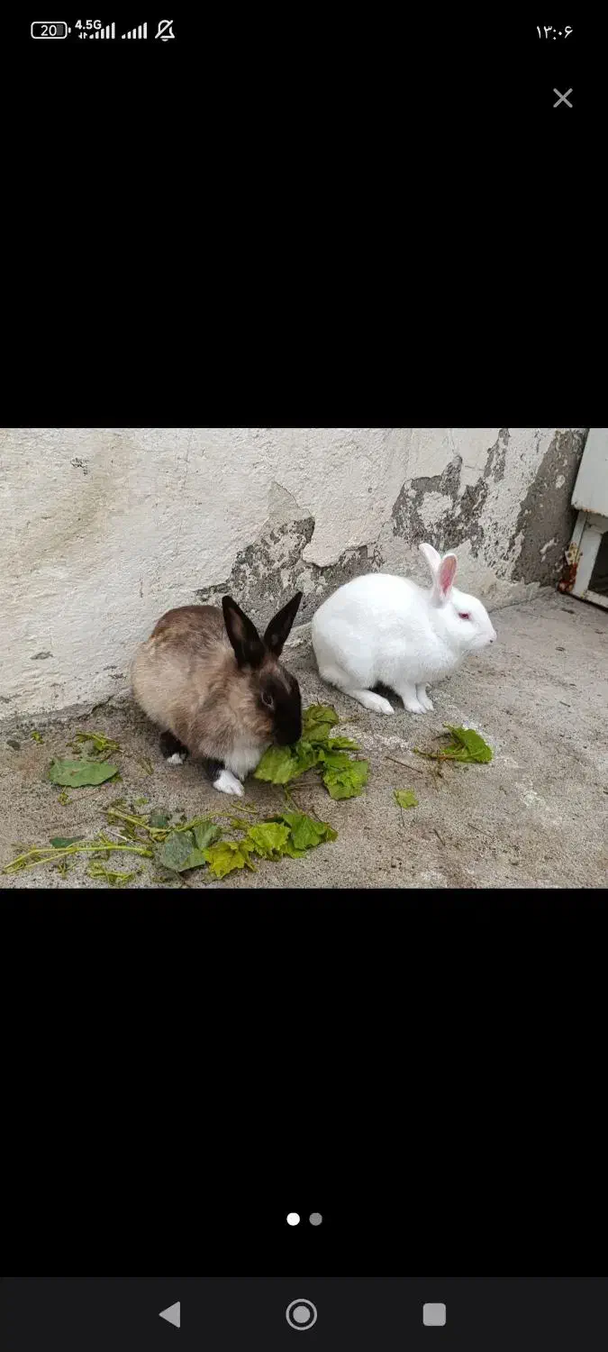 خرگوش سفیدوسیاه|موش و خرگوش|پارس‌آباد, |دیوار