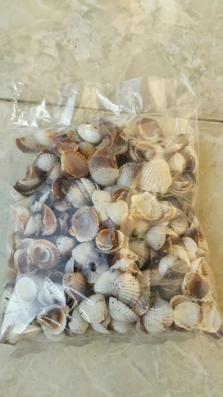 گوش ماهی(صدف دریایی)|پرنده|سنگر, |دیوار