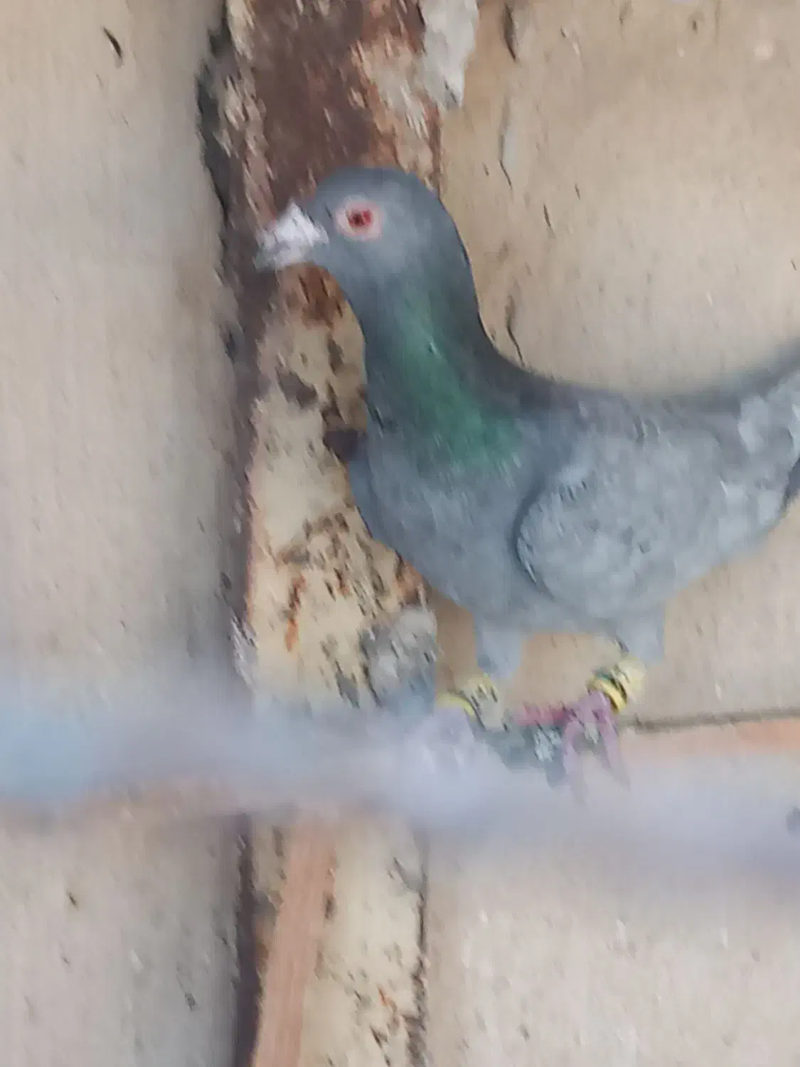 هفترنگ وکبود خطی وطوقی|پرنده|تاکستان, |دیوار