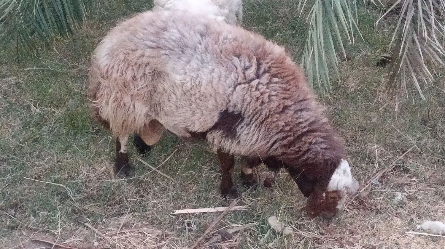 قوچ|حیوانات مزرعه|ریگان, |دیوار