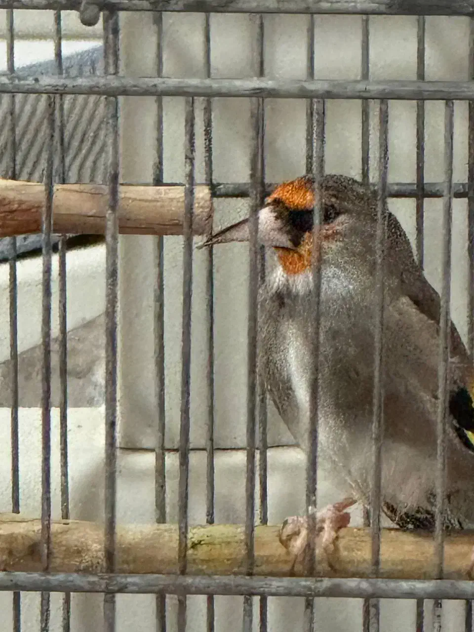 سهره دورگ زاغ طوقدار گل دو طرف قفل|پرنده|پاکدشت, حصار امیر|دیوار