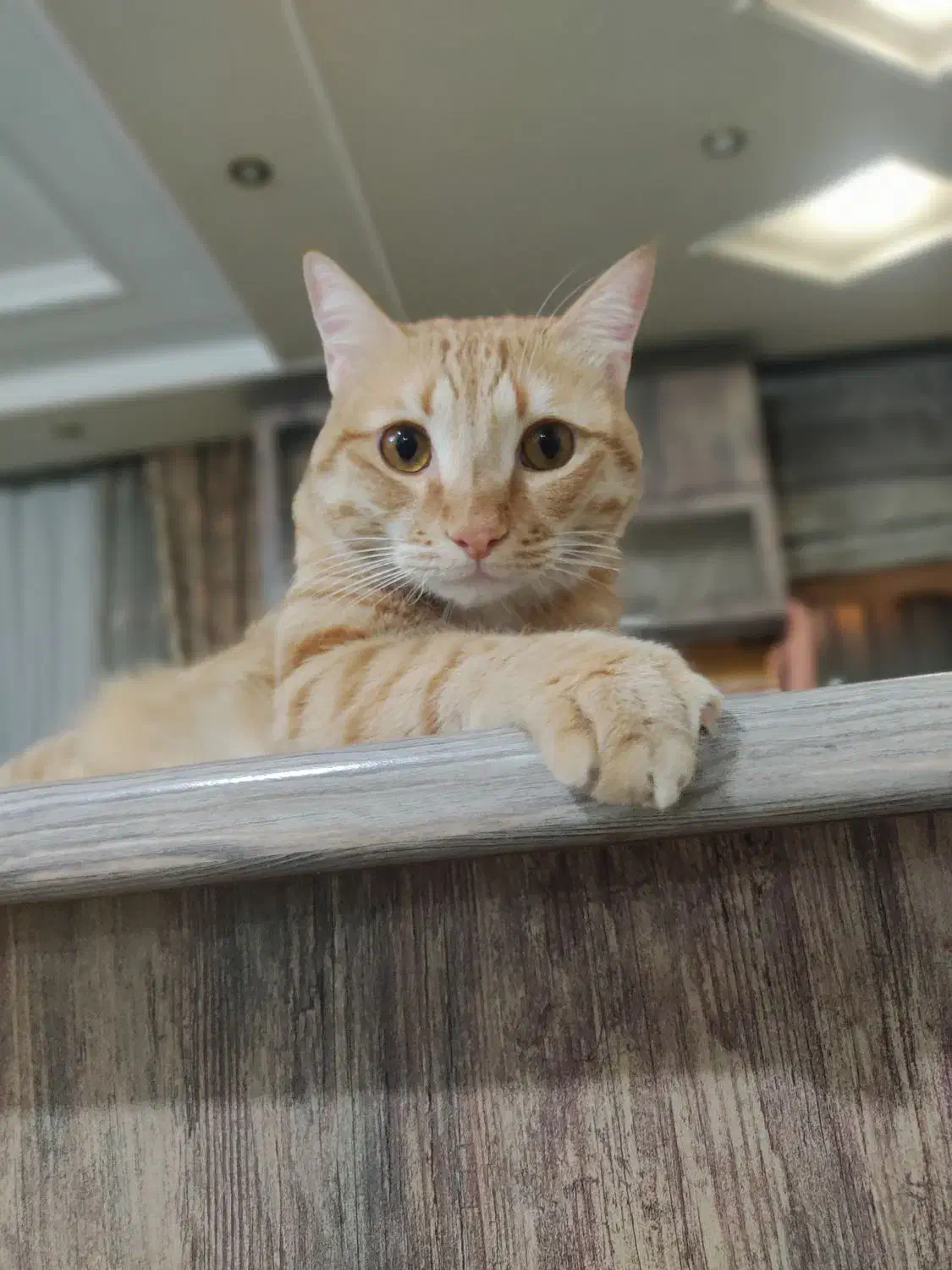 واگذاری گربه dsh|گربه|تهران, فاطمی|دیوار