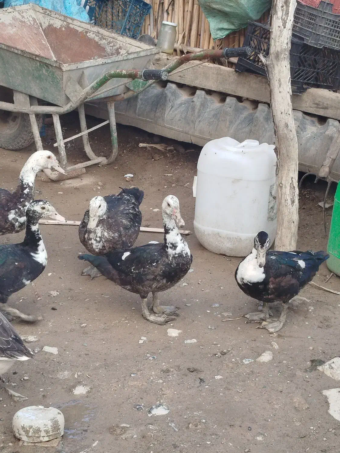 اردک اسرائیلی و غوغاز ماده|حیوانات مزرعه|گرگان, |دیوار