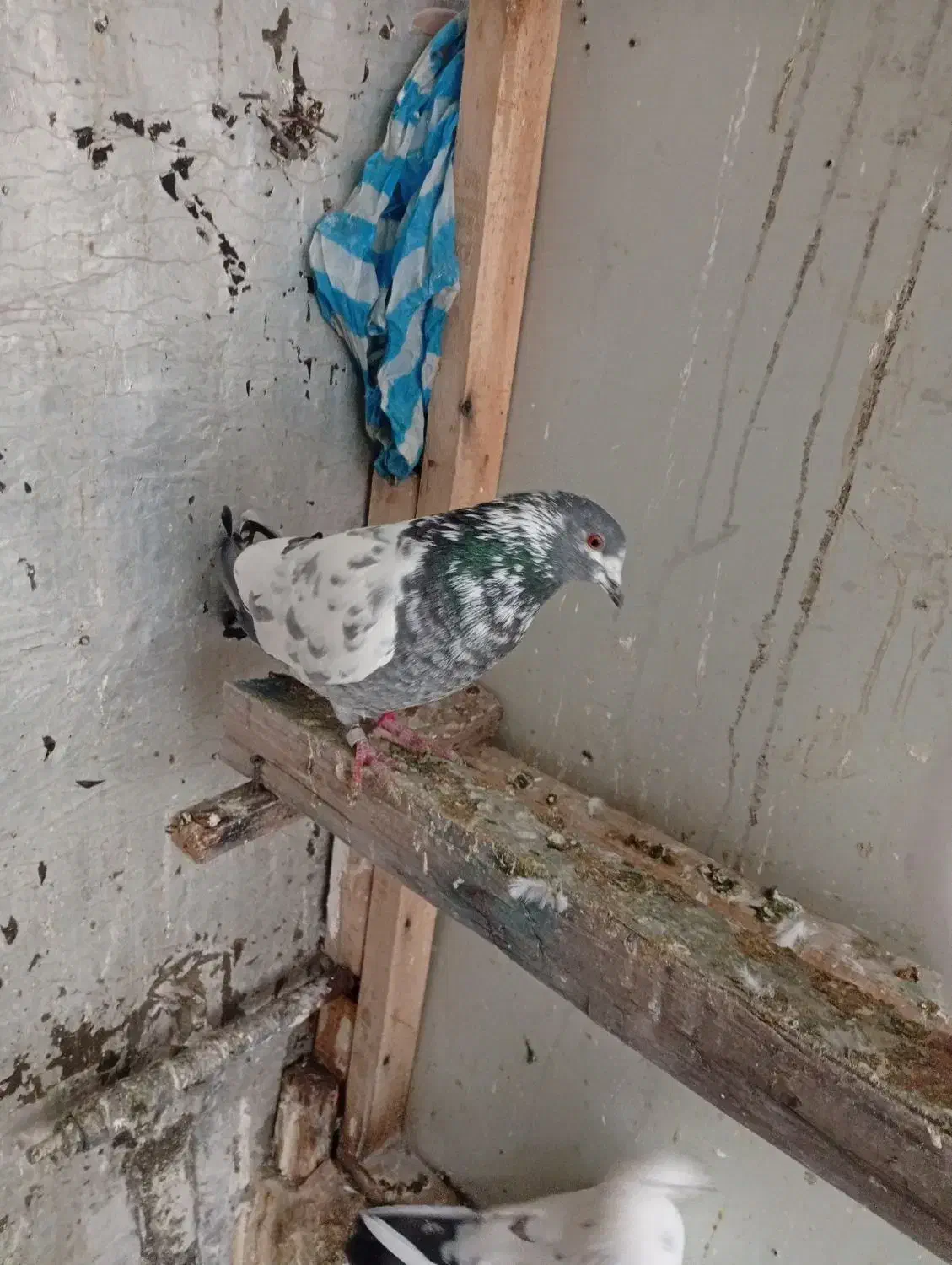 کبوتر|پرنده|نقده, |دیوار