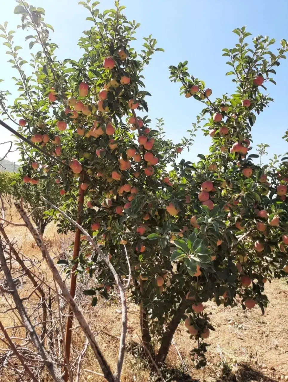 باغ 4دیواری اقساطی/مخصوص تفریح فقط۲۳۰|فروش زمین و ملک کلنگی|اصفهان, ردان|دیوار