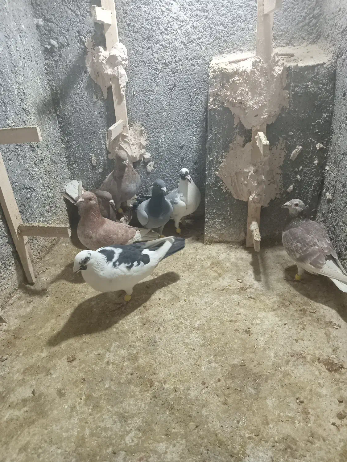 کفتر پرشی بام زدو خوردی|پرنده|اسفراین, |دیوار