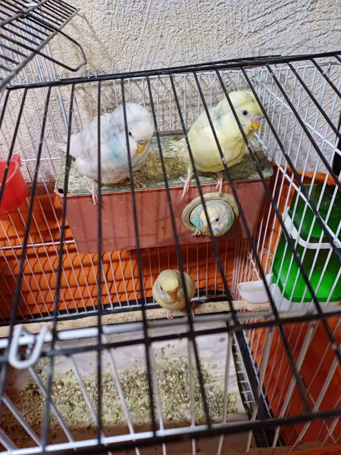 مرغ عشق نرو ماده با جوجه بزرگ شده و قفس کامل|پرنده|کرج, شهرک بنفشه|دیوار