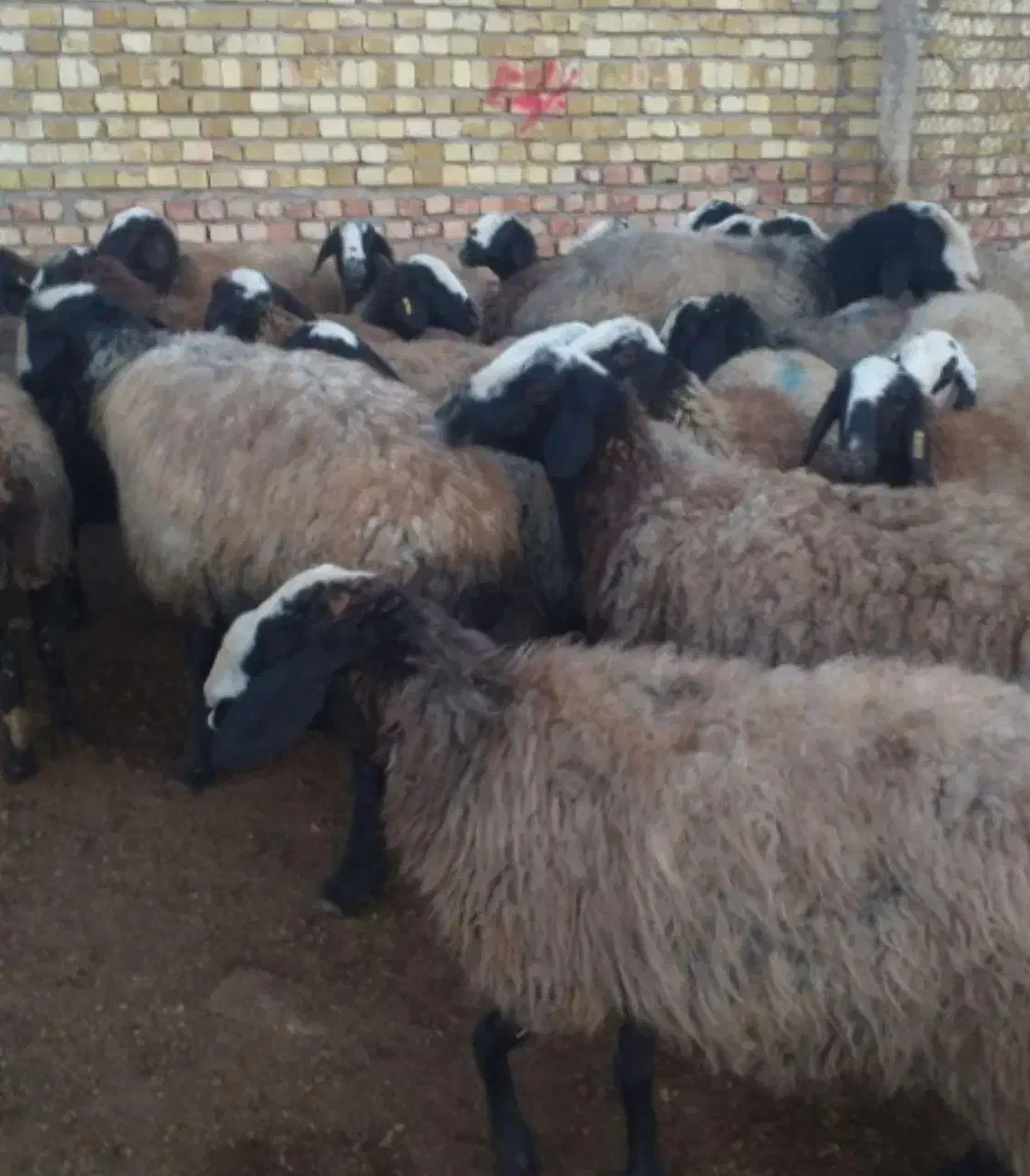 گوسفن نژاد شال بره میش|حیوانات مزرعه|شال, |دیوار