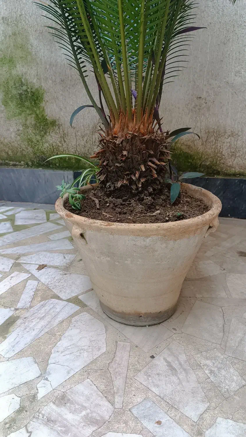 گل سیکاس|گل و گیاه طبیعی|رشت, سعدی (تختی)|دیوار