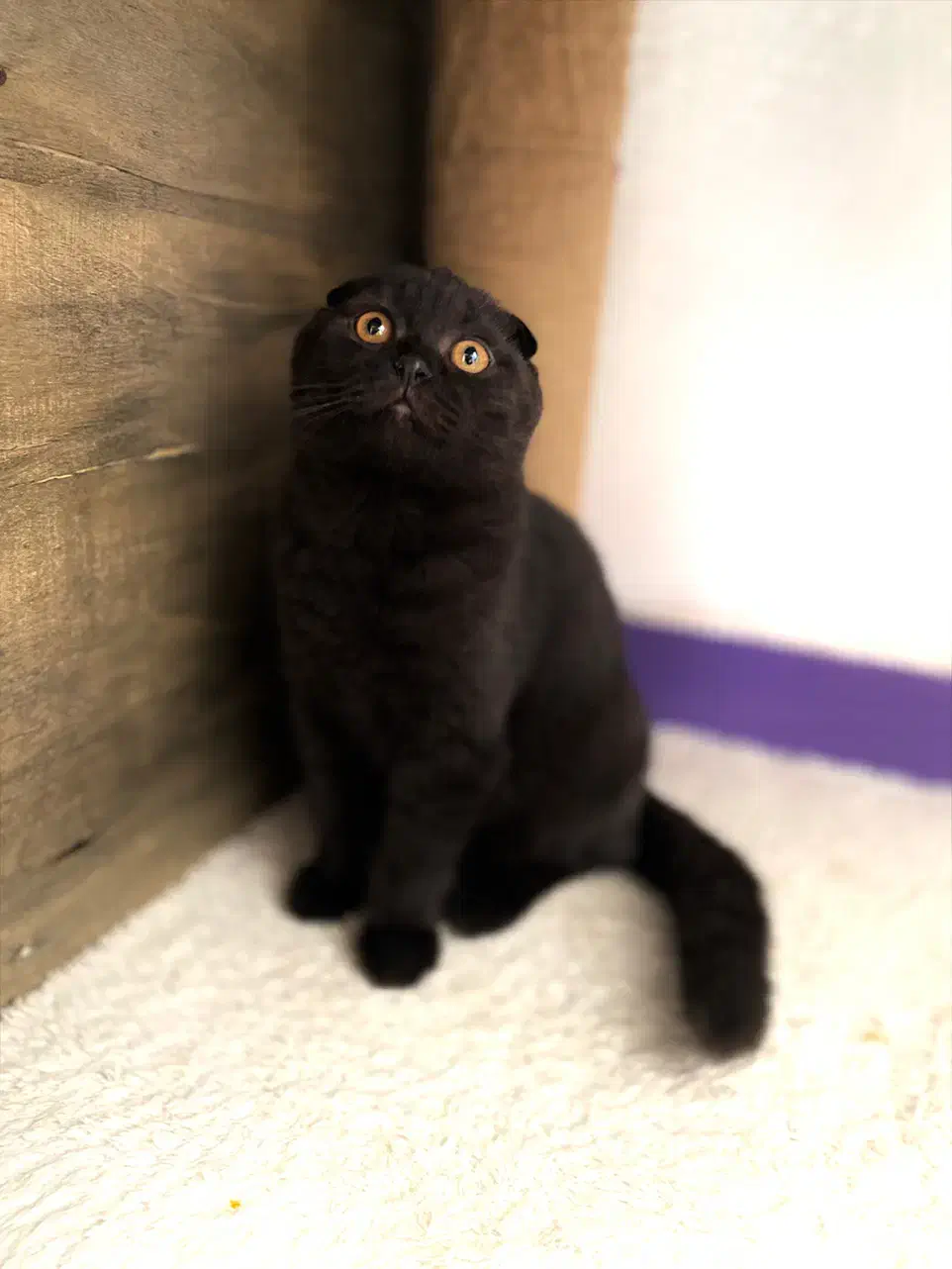 گربه اسکاتیش مشکی|گربه|شیراز, ریشمک|دیوار