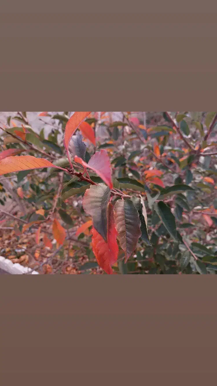 ۹۰۰متر باغ درآبسرد فاز ۳|فروش زمین و ملک کلنگی|دماوند, دماوند|دیوار