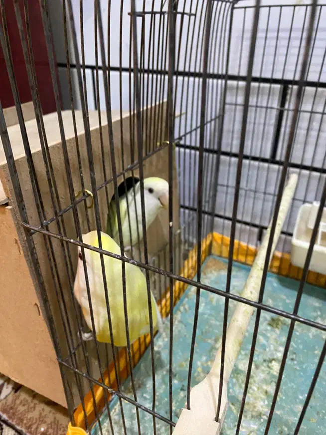 طوطی برزیلی لیمویی نر وماده|پرنده|دزفول, |دیوار