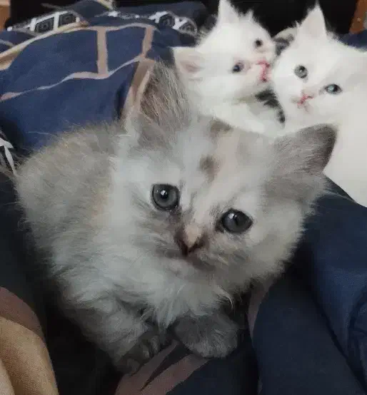 توله پرشین|گربه|ارومیه, |دیوار