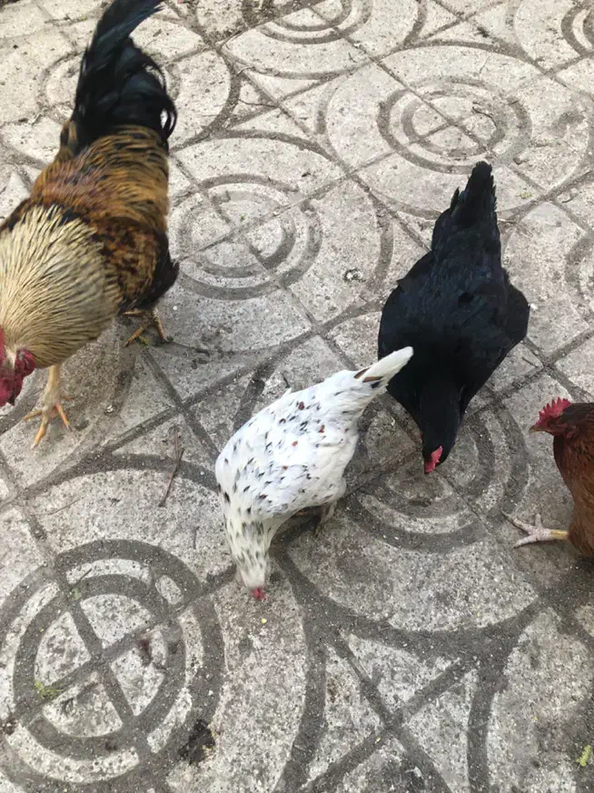 تخم مرغ ارگانیک خانگی و نطفه دار نژادار|خوردنی و آشامیدنی|کرج, محمد آباد|دیوار