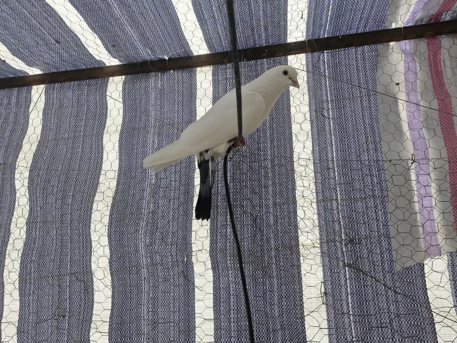 کفتر|پرنده|ارومیه, |دیوار