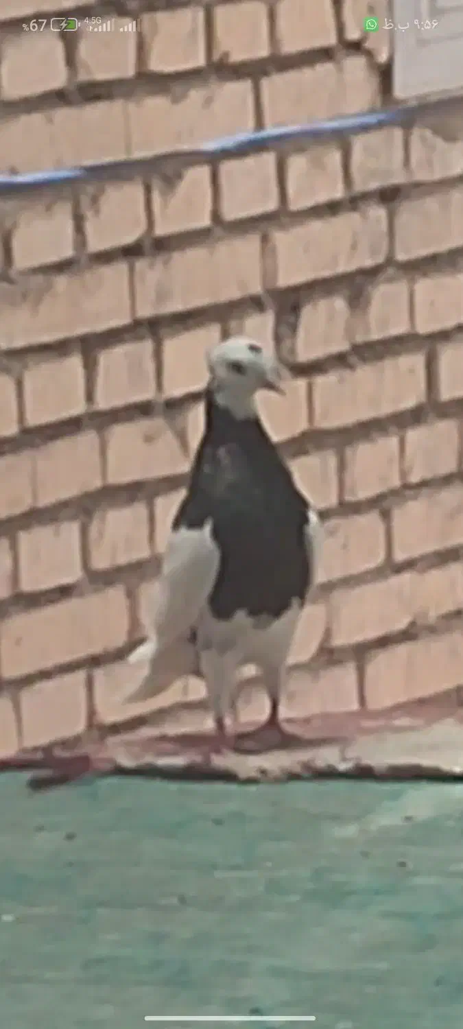 کبوتر طوق سیاه گمشده|حیوانات|شوش, |دیوار