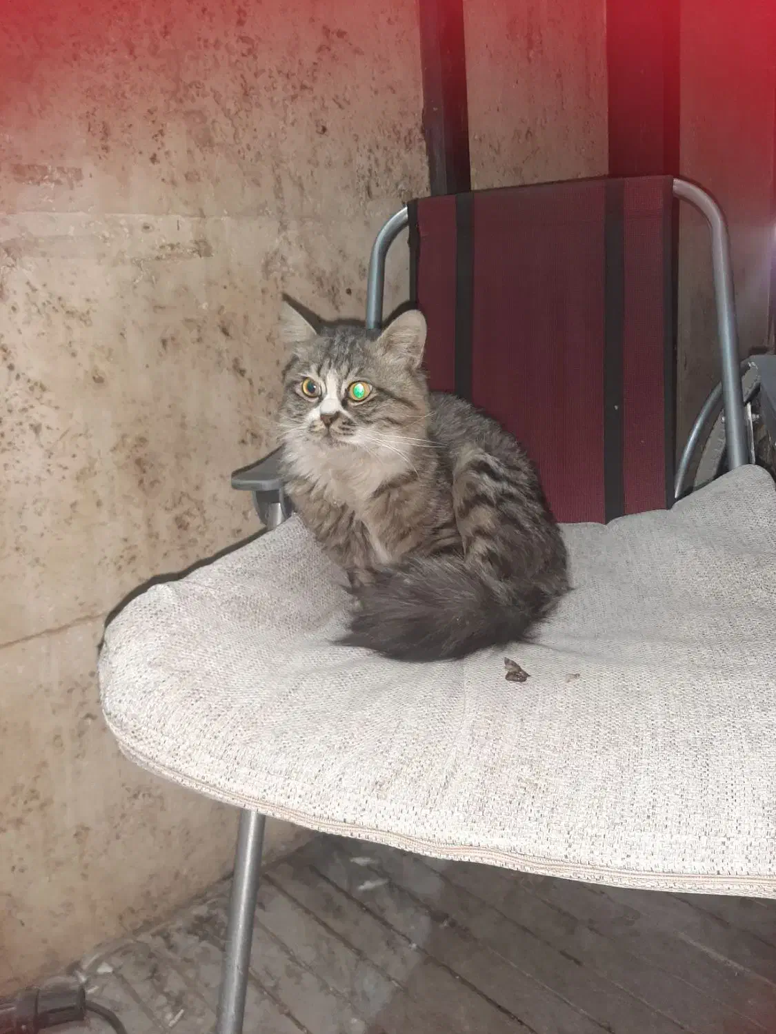 واگذاری گربه|گربه|اصفهان, شهرک میلاد|دیوار